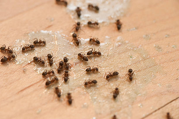 Essex Junction, VT Pest Control Company